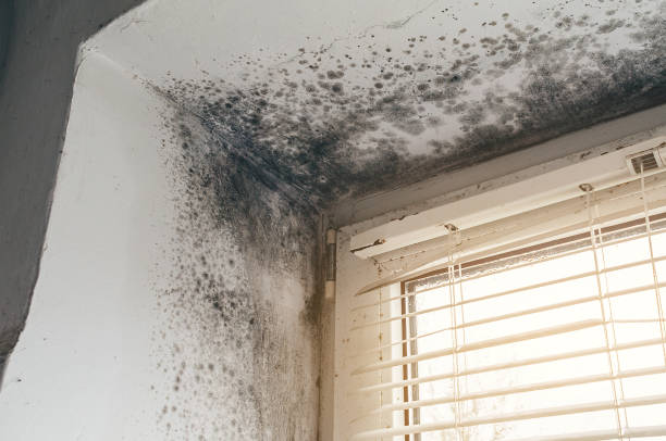 Affordable Basement Mold Removal solutions in Carlisle, MA